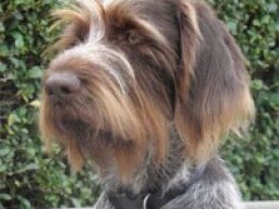 German wirehaired pointing wolfhound